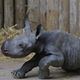 Image for article titled Our First Glimpse Of Chester Zoo's New Baby Black Rhino!